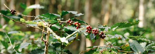 Tracing the Origins and Global Odyssey of Coffee