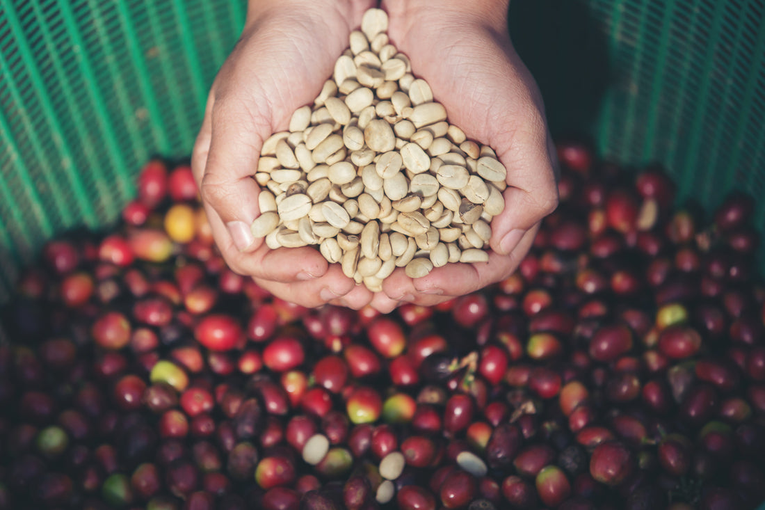Hands holding green coffee beans over a bag of cherries