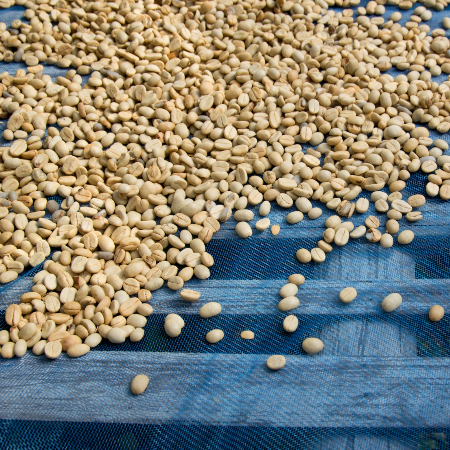 Drying the coffee beans