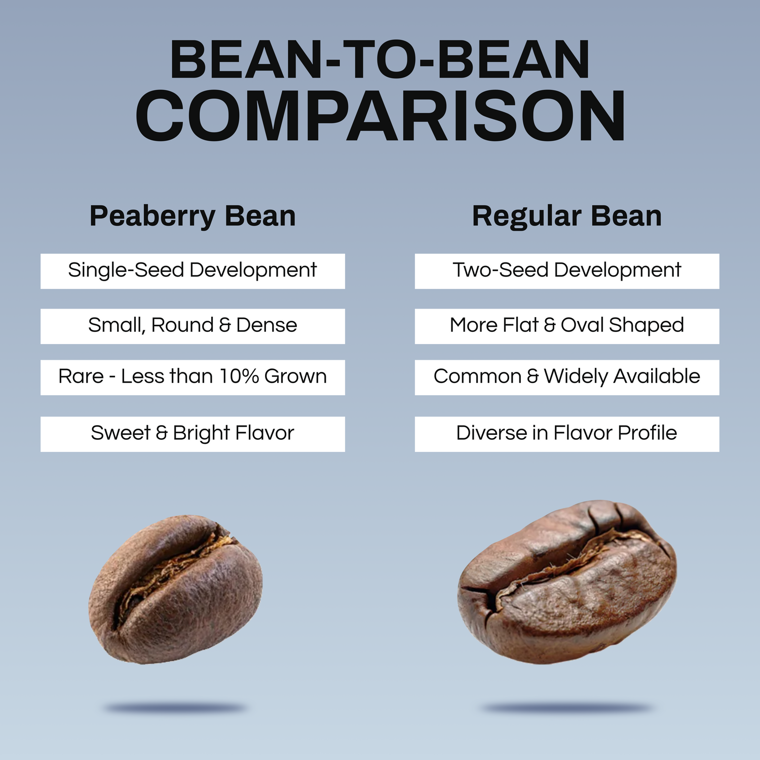 Comparing peaberry coffee beans to regular coffee beans