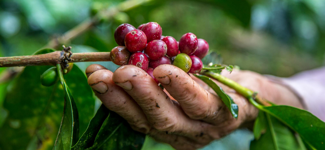 Blue Mountain Coffee from Jamaica: Unraveling the Enigma
