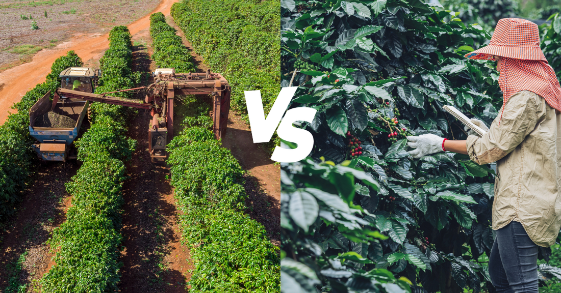 difference between specialty coffee and commodity coffee