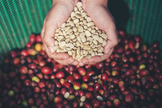 Hands holding green coffee beans over a bag of cherries