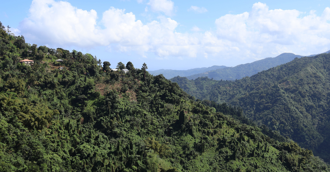 how-altitude-affects-coffee-flavor