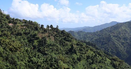 how-altitude-affects-coffee-flavor