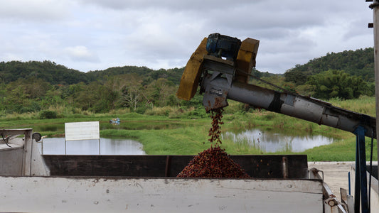 From Bean to Cup: The Process of Making Blue Mountain Coffee