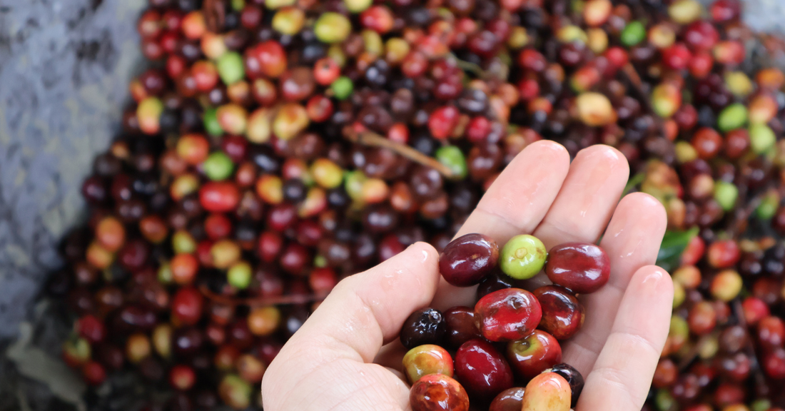 what is sustainable coffee