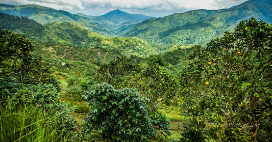 Green mountainous landscape of the Jamaican Blue Mountains with trees and a cloudy sky