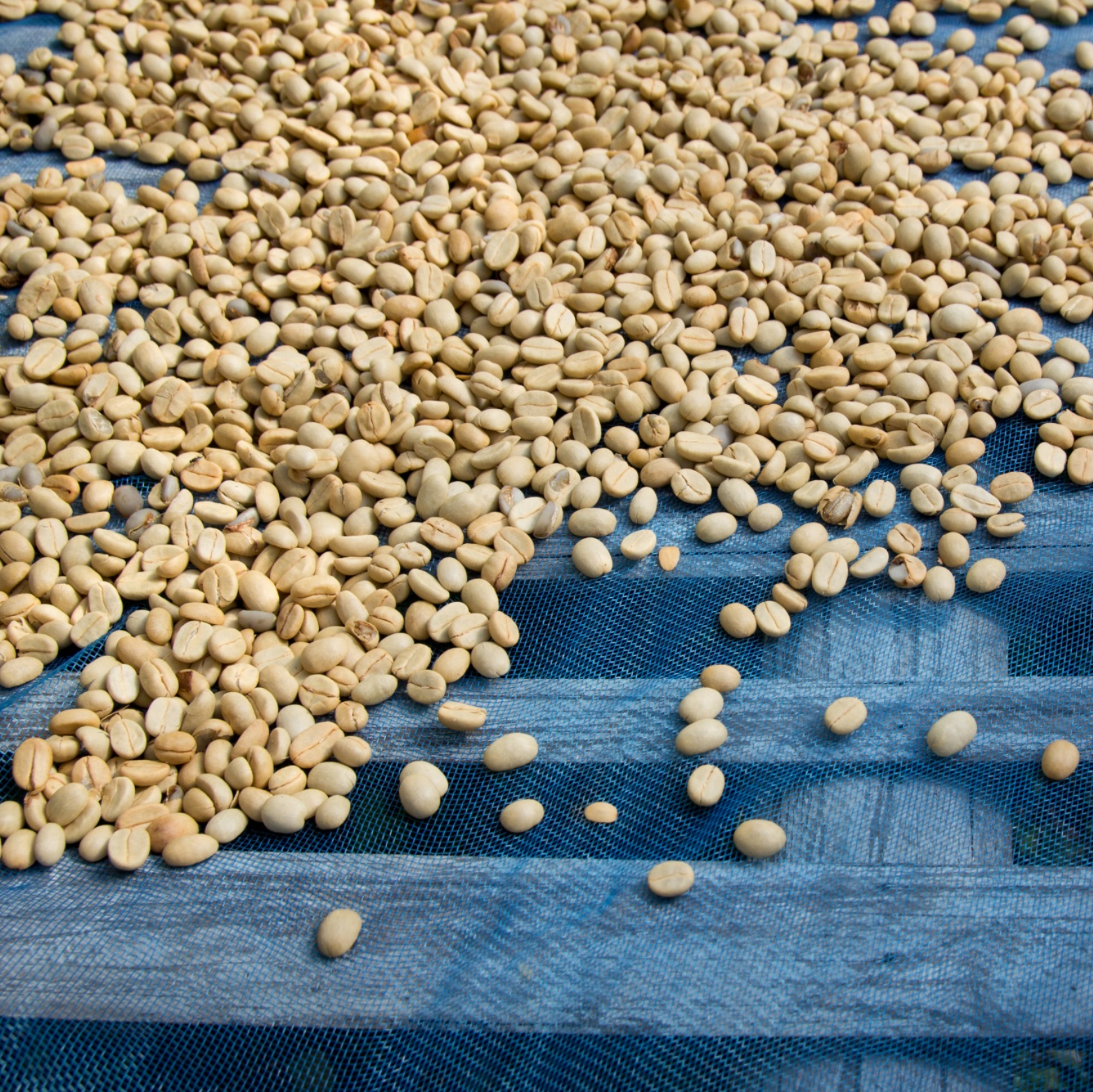 Drying the coffee beans