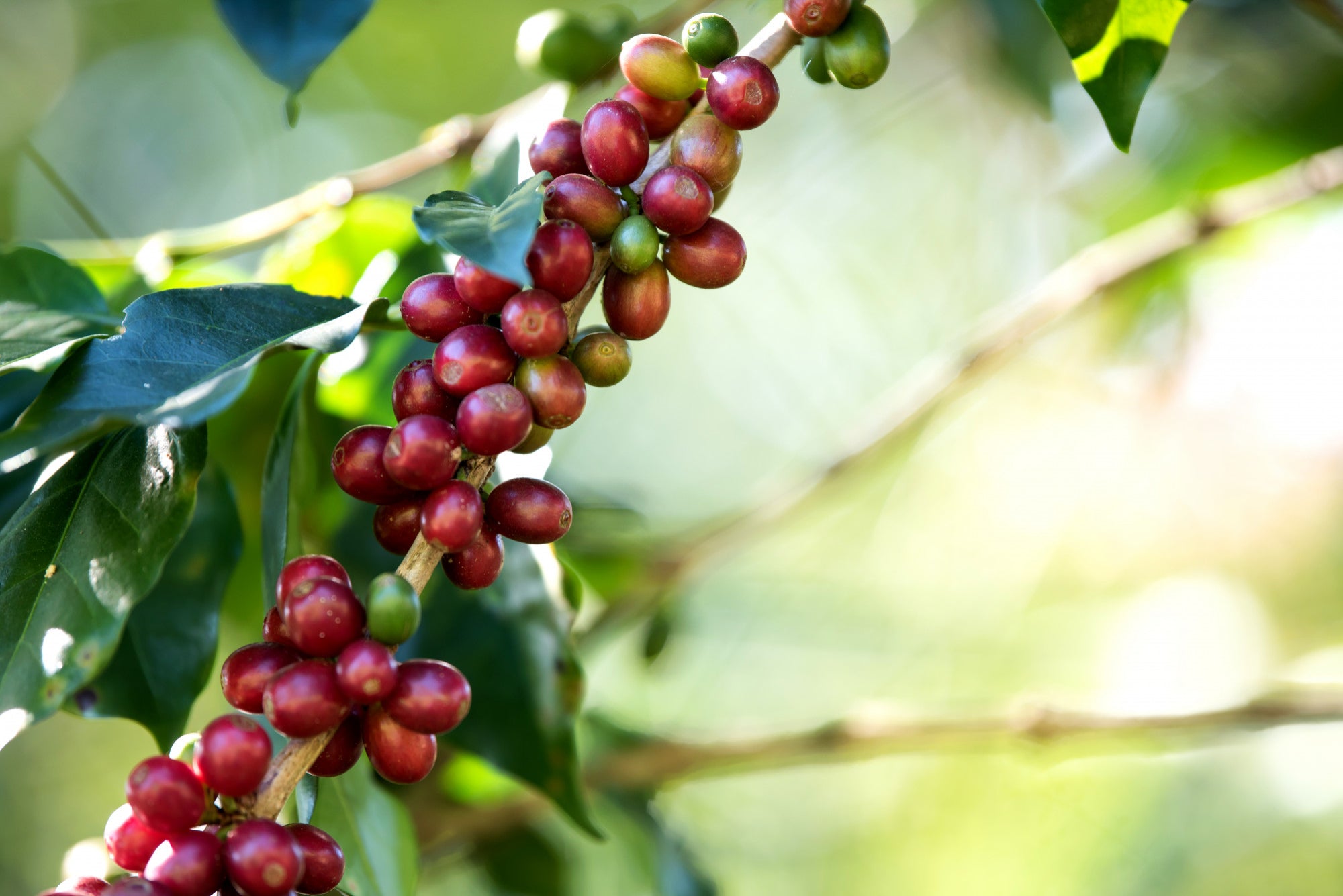 Ripening coffee beans on the tree