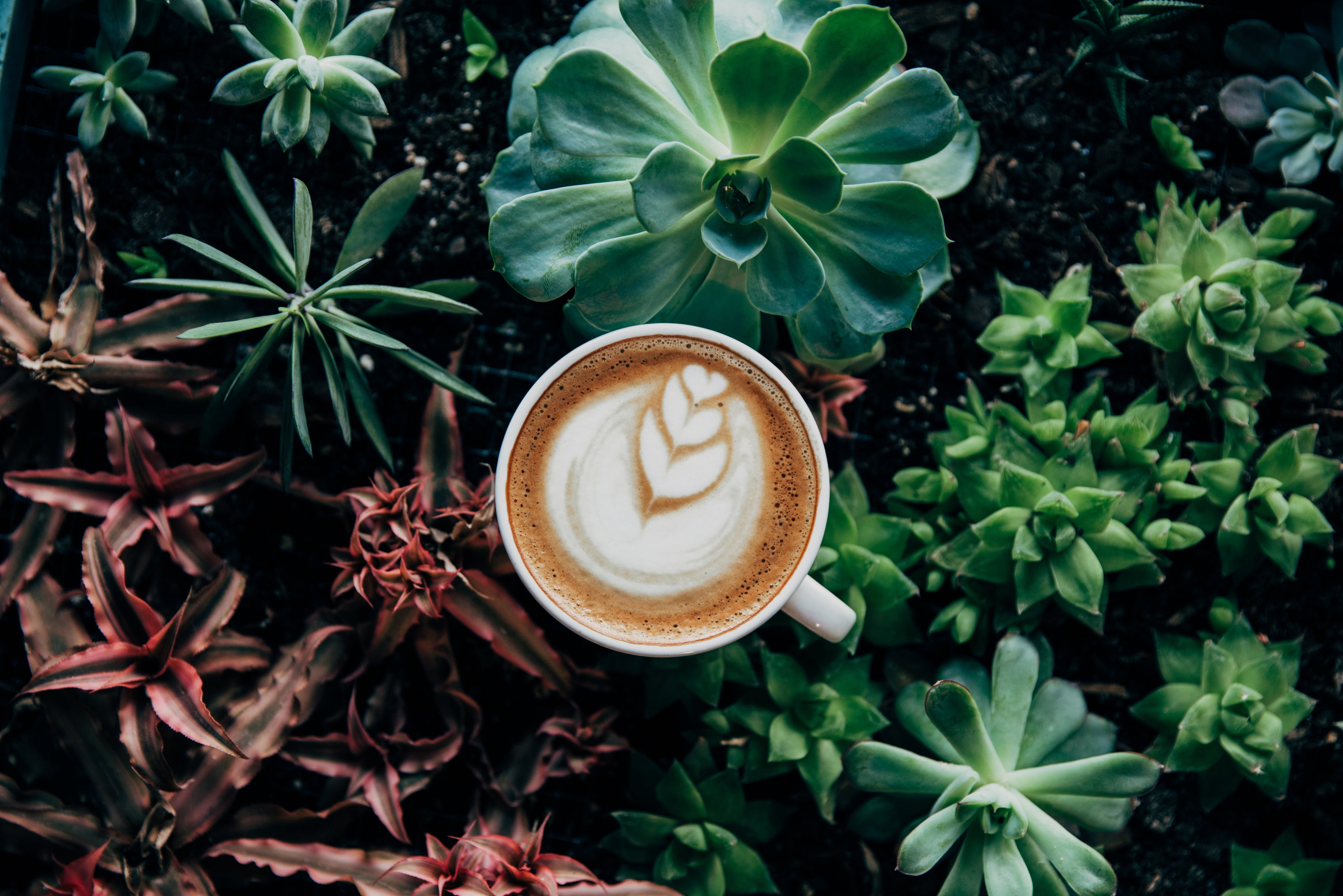 Coffee amongst succulent plants