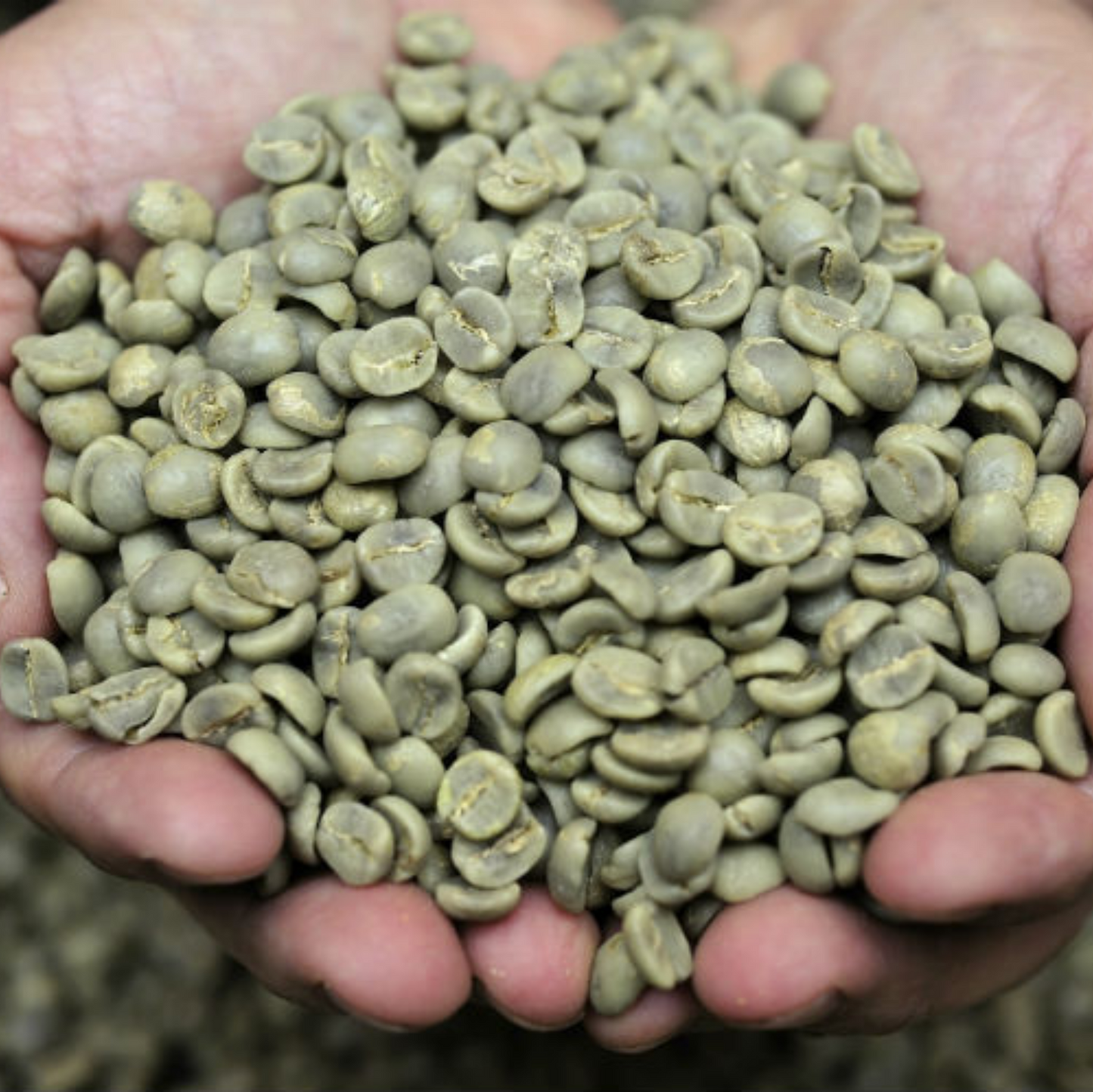 Hand full of green unroasted coffee beans
