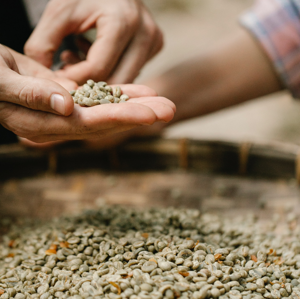 Jamaica Blue Mountain Green Coffee Beans 33lb Barrel Genuine Blue